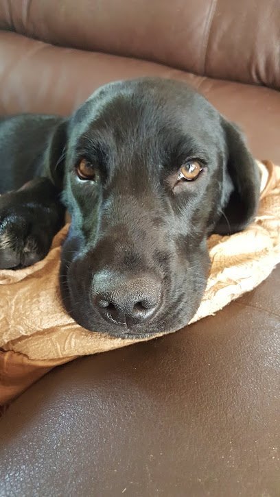 Dog day care in North Branch Minnesota Vicki s Pet Services 1