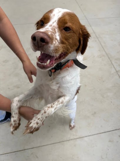 Dog day care in North Canton Ohio Ellies Place Pet Daycare 1