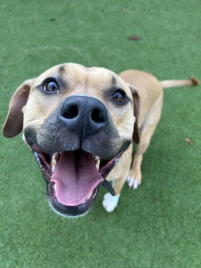 Dog day care in North Easton Massachusetts Greater Boston Dog Kennel 1