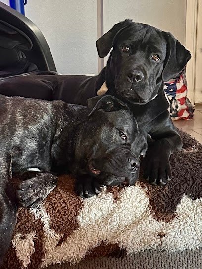 Dog day care in North Las Vegas Nevada North Paws Ranch 1 1