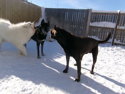 Dog day care in North Liberty Iowa Lucky Pawz North Liberty 1