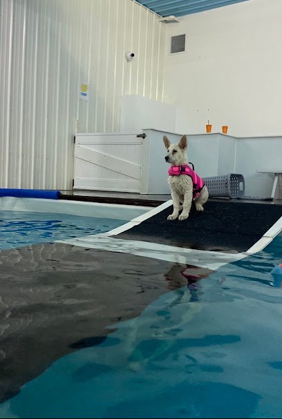 Dog day care in North Olmsted Ohio CLE Unleashed 1