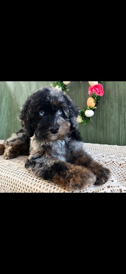 Dog day care in North Royalton Ohio Johnsons Doodles 1