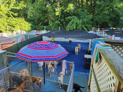 Dog day care in North Weymouth Massachusetts Got Pawz Dog Daycare Boarding Pet Grooming 1