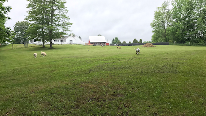 Dog day care in North Yarmouth Maine Mountain Dogs Daycare largest outdoor doggie daycare 1 1