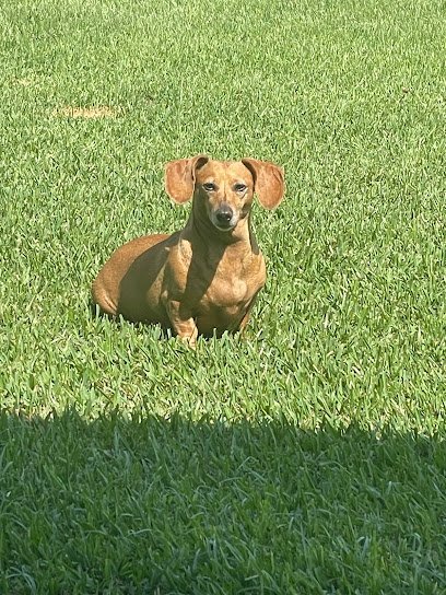 Dog day care in North Zulch Texas Happy Tails Trails 1