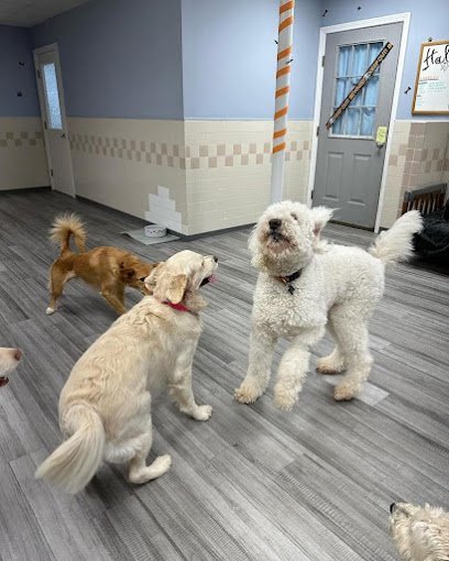 Dog day care in Northborough Massachusetts Dottie s Doggy Daycare Grooming 1