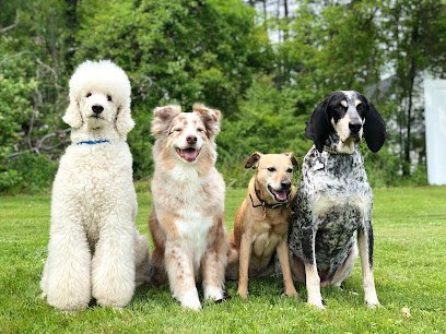 Dog day care in Northborough Massachusetts Northborough Canine Rehabilitation Fitness Center 1