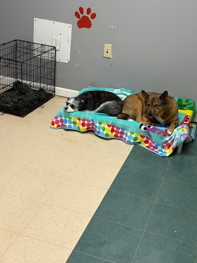 Dog day care in Northfield Ohio Pooch Palace 1