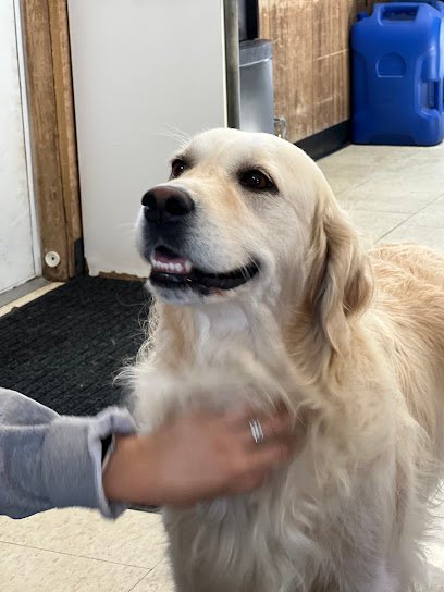 Dog day care in Norwood Massachusetts Golden Ridge Norwood 1