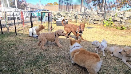 Dog day care in Norwood Massachusetts The Manda Pack 1