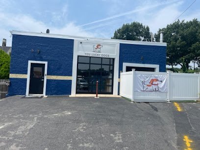 Dog day care in Norwood Massachusetts You lucky Dogs Norwood 1