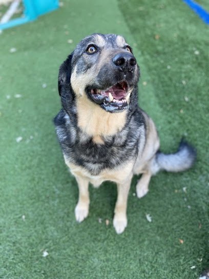 Dog day care in O Fallon Missouri Westinn Kennels K9 Bed n Breakfast 1