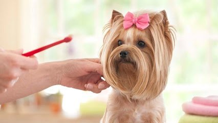 Dog day care in O Fallon Missouri Yuppy Puppy Pet Spa 1