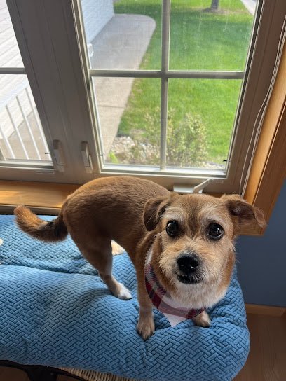 Dog day care in Oak Grove Minnesota The Chase Dog Daycare • Hotel • Spa 1