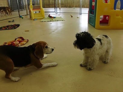 Dog day care in Oak Park Heights Minnesota Under One Woof Dog Boarding Daycare Grooming 1
