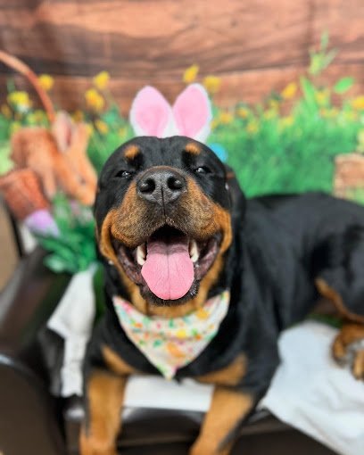 Dog day care in Oak Ridge New Jersey Danes Dogs Spa and Lounge 1