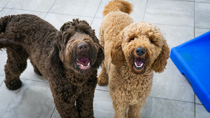 Dog day care in Oak Ridge North Texas Hounds Town Houston Woodlands 1