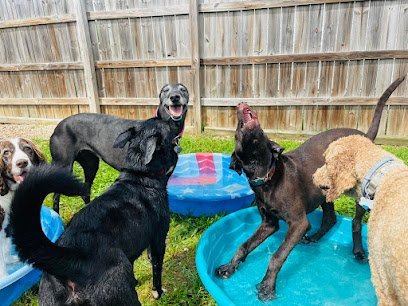 Dog day care in Oak Ridge Tennessee Suite Life Pet Resort 1