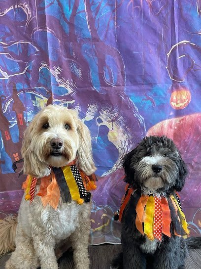 Dog day care in Oakbrook Terrace Illinois Dogtopia of Oakbrook Terrace 1