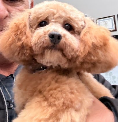 Dog day care in Oakhurst New Jersey Green Leaf Pet Resort Ocean 1