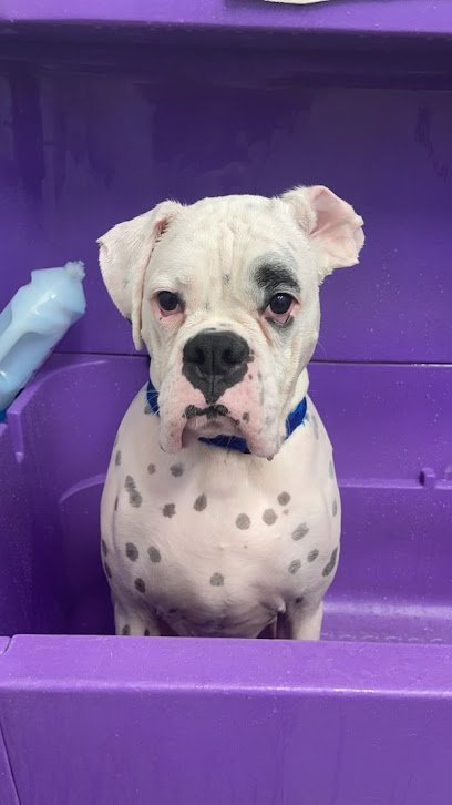 Dog day care in Oakland New Jersey The Spotted Dog 1