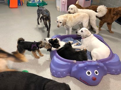 Dog day care in Oakland Township Michigan All Under One Woof 1