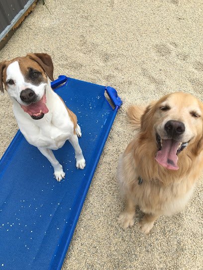 Dog day care in Oakwood Ohio Perfect Love K9 Retreat LLC 1