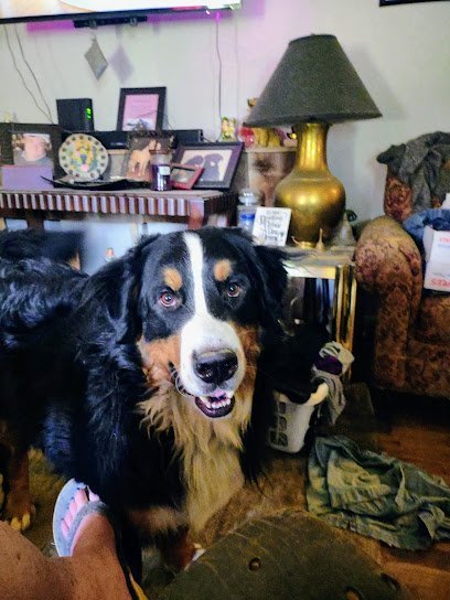 Dog day care in Odessa Missouri Bed Bones 1