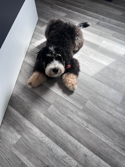 Dog day care in Odessa Missouri Starr School Paws 1 1