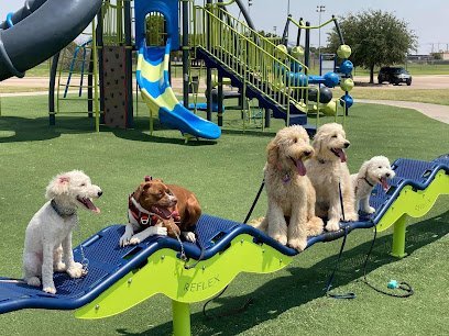 Dog day care in Odessa Texas 432 DOGS PERMIAN BASIN 1
