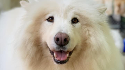 Dog day care in Okemos Michigan Doggy Daycare and Spa 1