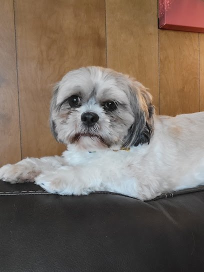 Dog day care in Oklahoma City Oklahoma Happy Dogs Boarding Daycare 1