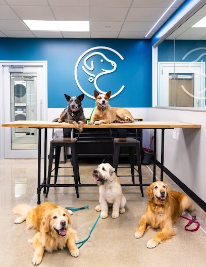 Dog day care in Olathe Kansas Collars Dog Resort 1