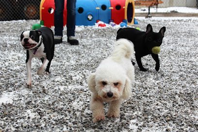 Dog day care in Olean New York Barkz 1