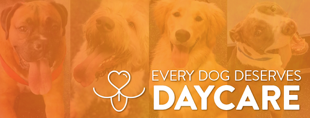 Dog day care in Omaha Nebraska Dogtopia of Omaha West 1 1