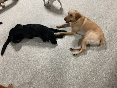 Dog day care in Omaha Nebraska F Street Hound 1 1