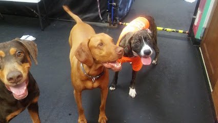 Dog day care in Omaha Nebraska Good Karma Dog Center 1 1