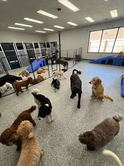 Dog day care in Omaha Nebraska Hound HQ 1 1