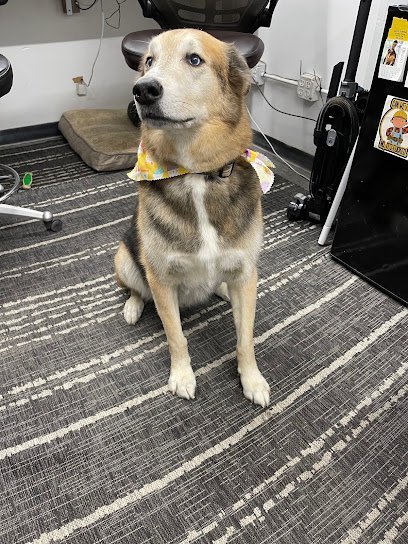 Dog day care in Omaha Nebraska The Dog Depot 1 1