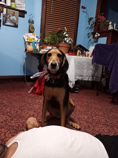 Dog day care in Omaha Nebraska Waggin  Tailz Ranch 1 1