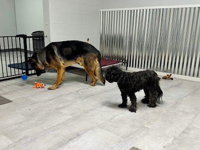 Dog day care in Orient Ohio Pups Mutts and Misfits 1