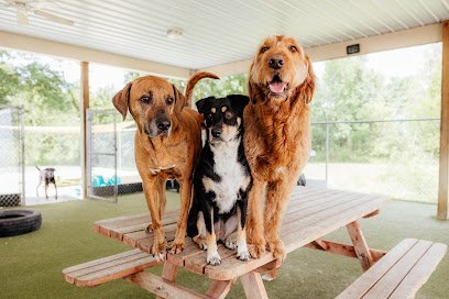 Dog day care in Orrville Ohio Orrville Pet Spa Resort 1