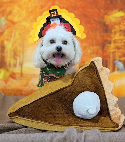 Dog day care in Oswego New York Paws Effect Inc 1