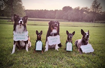 Dog day care in Otsego Michigan My Best Friend s Inn 1