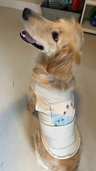 Dog day care in Overland Park Kansas Behave Dog Training Pet Boarding 1