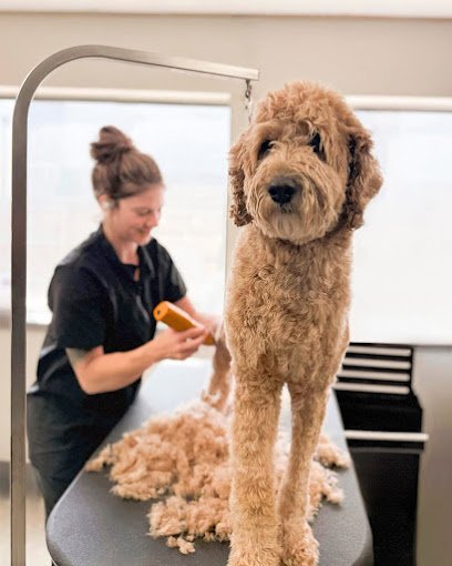 Dog day care in Overland Park Kansas Pawz at Play 1