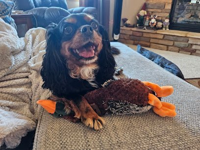 Dog day care in Owatonna Minnesota Tails and Trails Owatonna 1