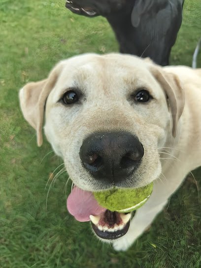 Dog day care in Owatonna Minnesota Zoomies Dog Care LLC 1