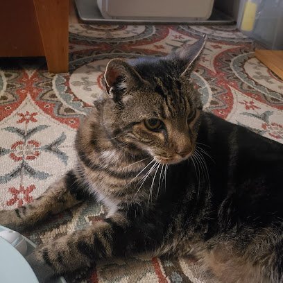 Dog day care in Owego New York Day Hollow Animal Hospital PC 1